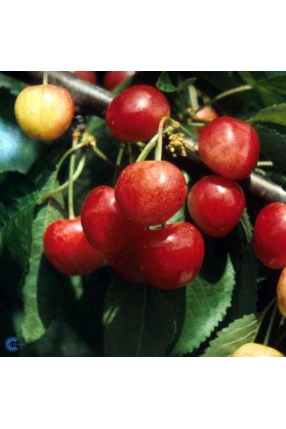 Зрілий урожай черешні Мертон Глорі на початку червня в саду